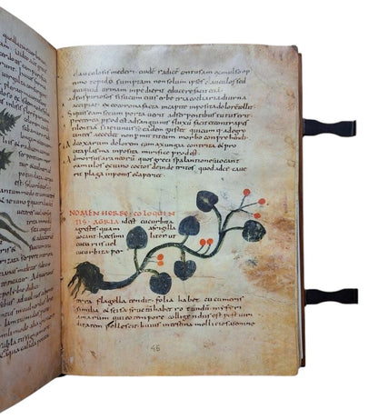 HERBOLARIUM ET MATERIA MEDICA (Facsímil)